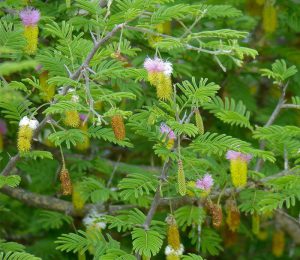 Kalahari Christmas Tree