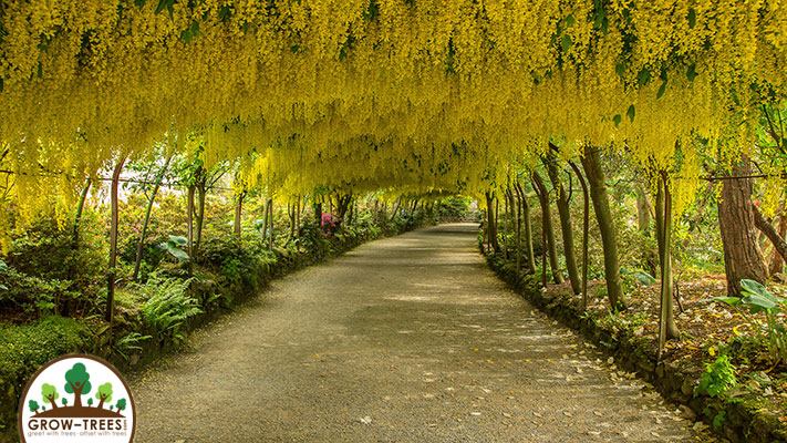 Laburnum Arch
