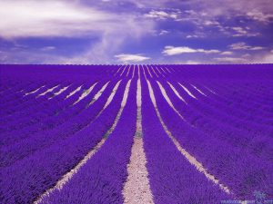 Lavender fields