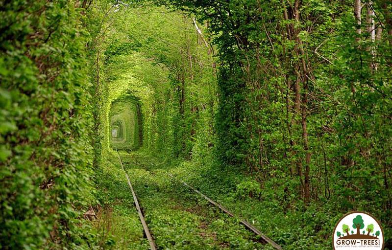 Leafy Green Tunnel of Love in Ukraine