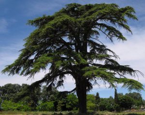 Lebanon Cedar