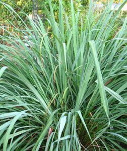 Lemon Grass