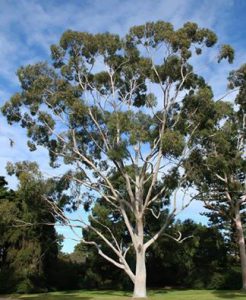 Lemon-scented Gum