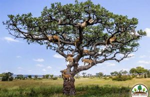 Lions on a Tree