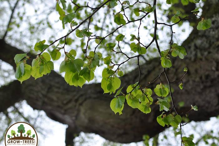 Littleleaf Linden