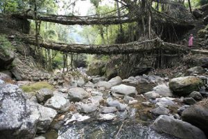 Living Bridges of Cherrapunji