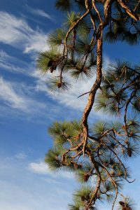 Longleaf Pine