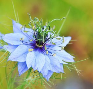Love-In-A-Mist