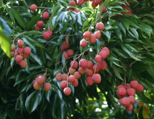 Lychee