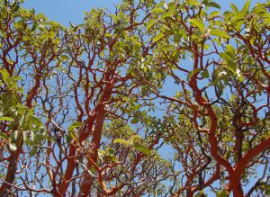 Madrone