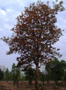 Mahua tree