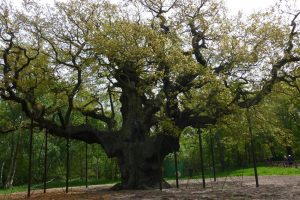 Major Oak