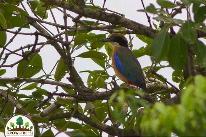 Mangrove Pitta
