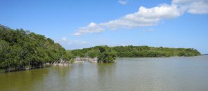 Mangrove plants