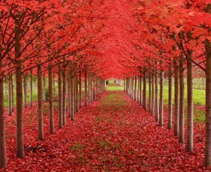 Maple Tree Tunnel