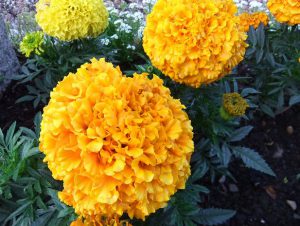 Marigold