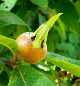 Medlar