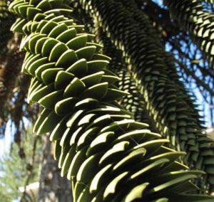 Monkey Puzzle