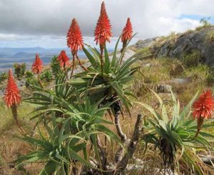 Mountain Bush Aloe