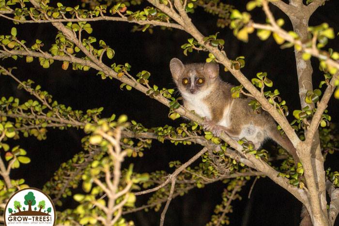 Mouse Lemurs