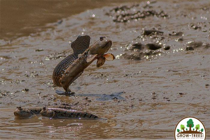 Mudskippers