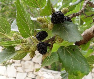 Mulberries