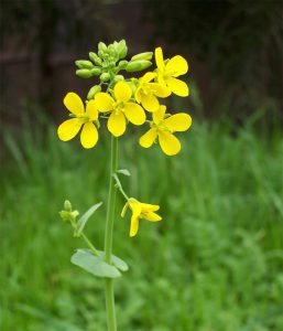 Mustard plants seed