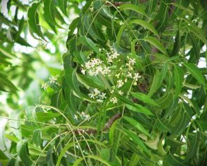 Neem