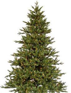 Noble fir