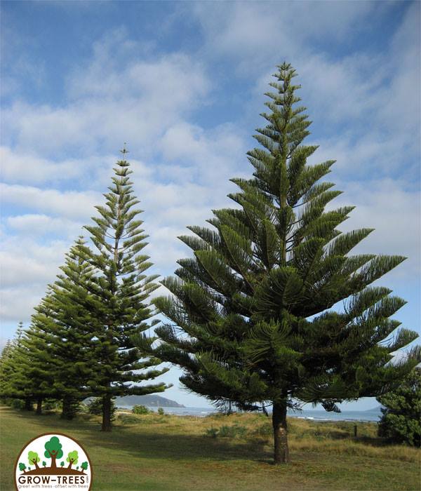 Norfolk Island Pine