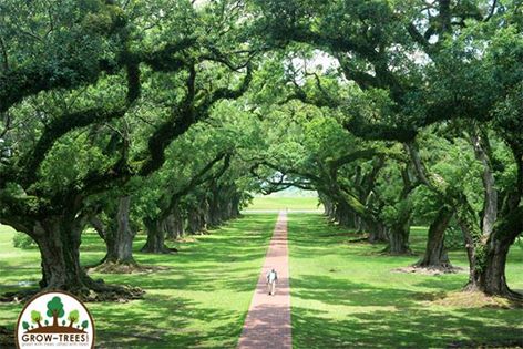 Oak Alley Plantation