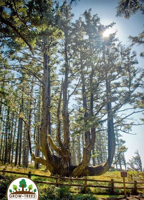 Octopus Tree of Oregon