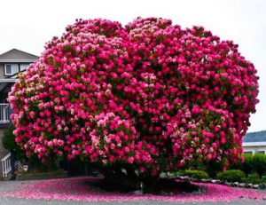 Old Beautiful Rhododendron
