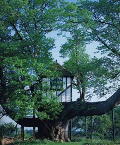 Oldest Tree House
