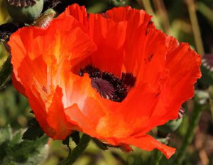 Oriental Poppy