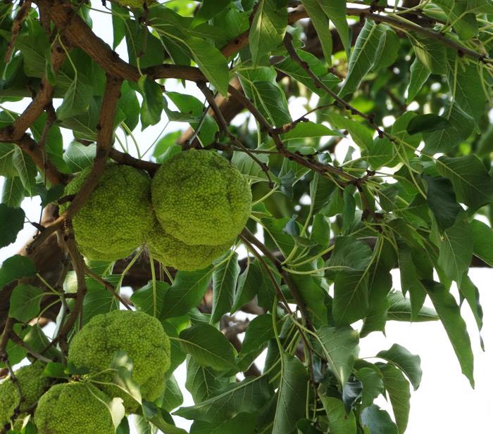 Osage Orange