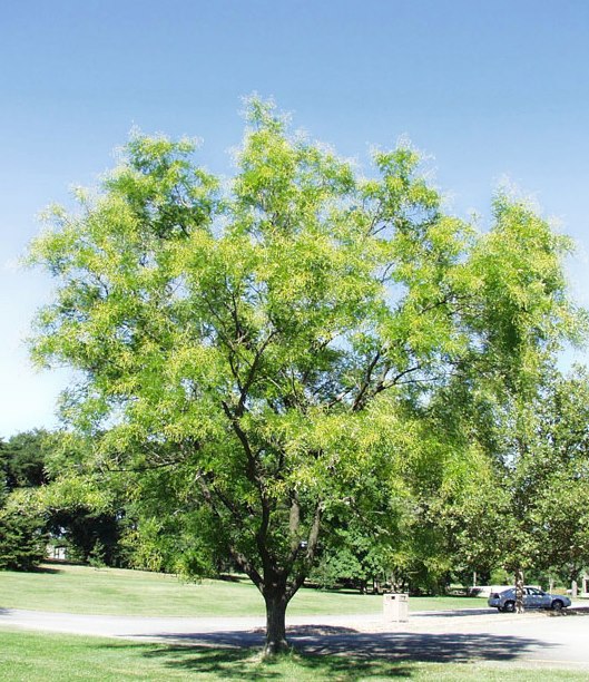 Puga Tree Grow Trees