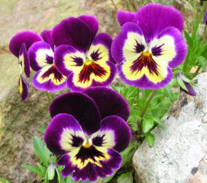 Pansy
