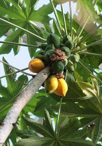 Papaya