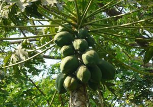 Papaya