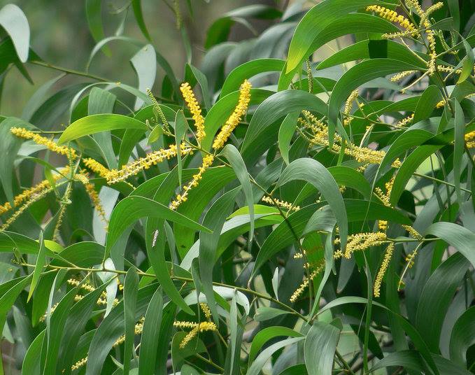 Papuan Wattle
