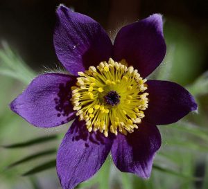 Pasque flower