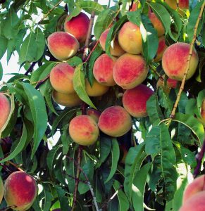 Peach tree