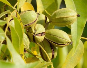 Pecan tree
