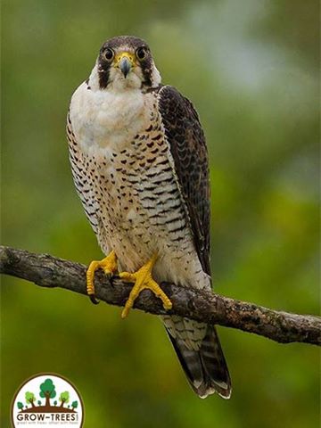 Peregrine falcon