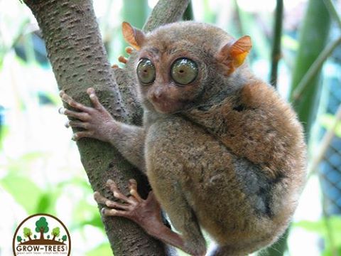 Philipine Tarsier