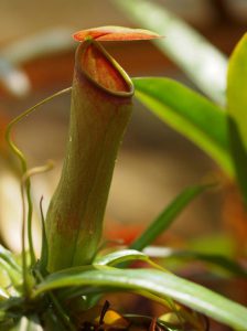 Pitcher plant
