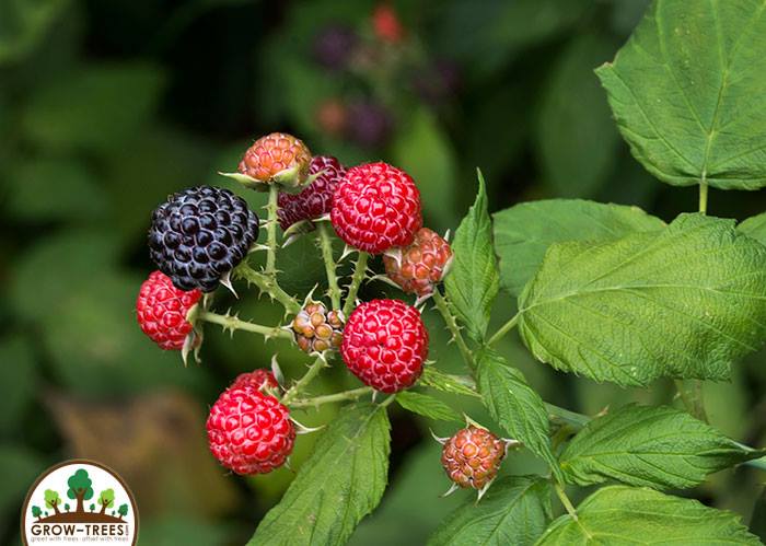 Poem_Aayush Vasudeva