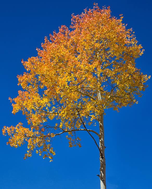 Poem_Blanch Willis Howard