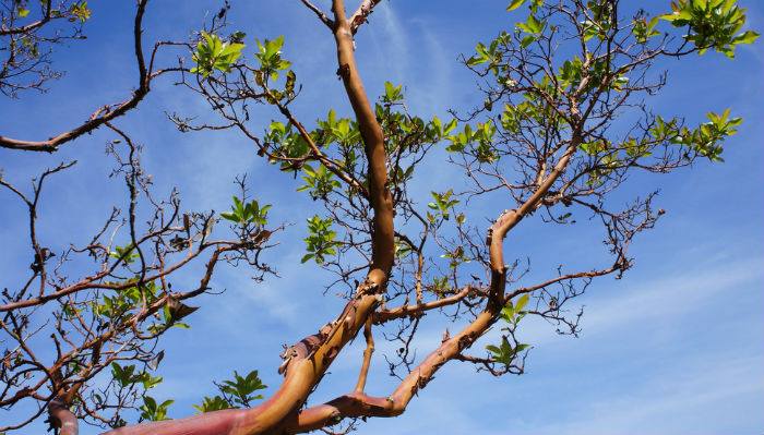 Poem_Charles Villiers Stanford